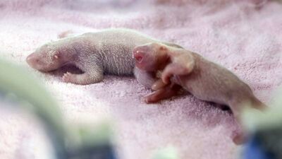 2018'in ilk ikiz pandaları dünyaya geldi!