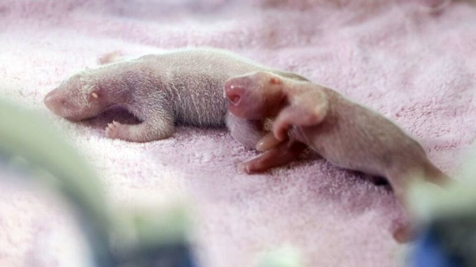 2018'in ilk ikiz pandaları dünyaya geldi!