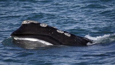 Resmen katliam! Yüzlerce balina avladılar