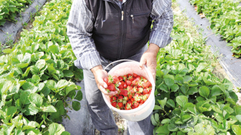 Manisa'da tütünden çileğe dönen üretici mutlu
