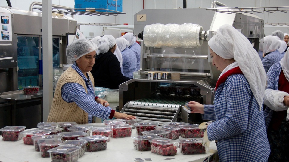 Yaş meyve sebze ihracatına Rusya dopingi