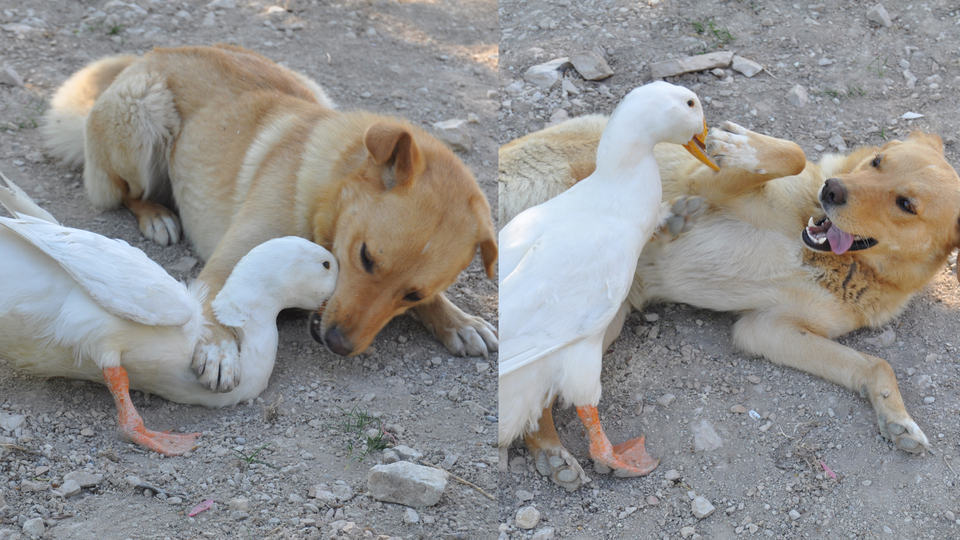 Dünyanın en ilginç dostluğu! Hem ısırıp hem seviyor