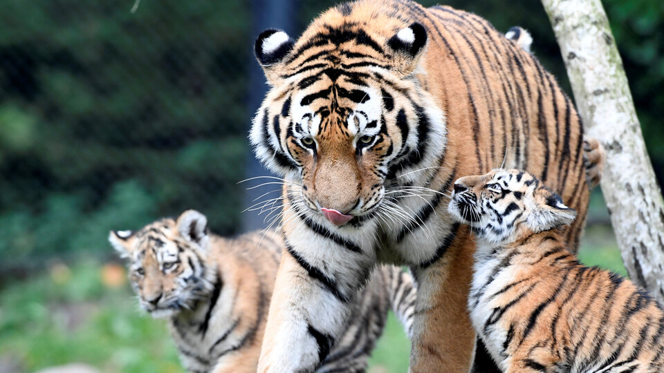 Aslanlar ve kaplanlar hayvanat bahçesinden kaçtı!