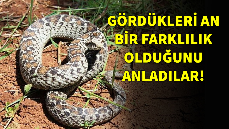 Gördükleri an bir farklılık olduğunu anladılar!