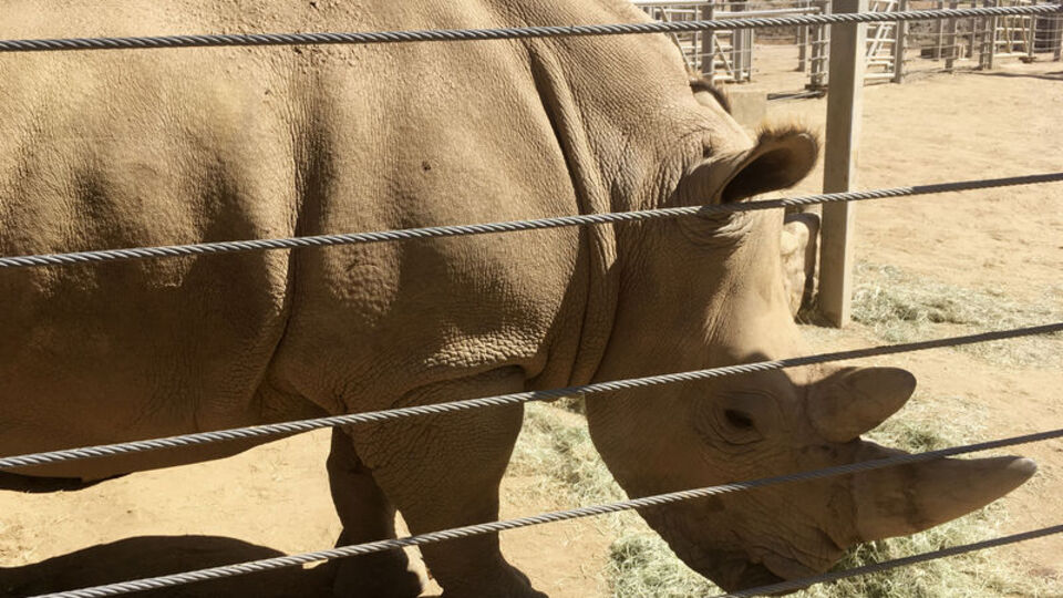 Testereyle boynuzlarını kesiyorlar! Nedenine inanamayacaksınız