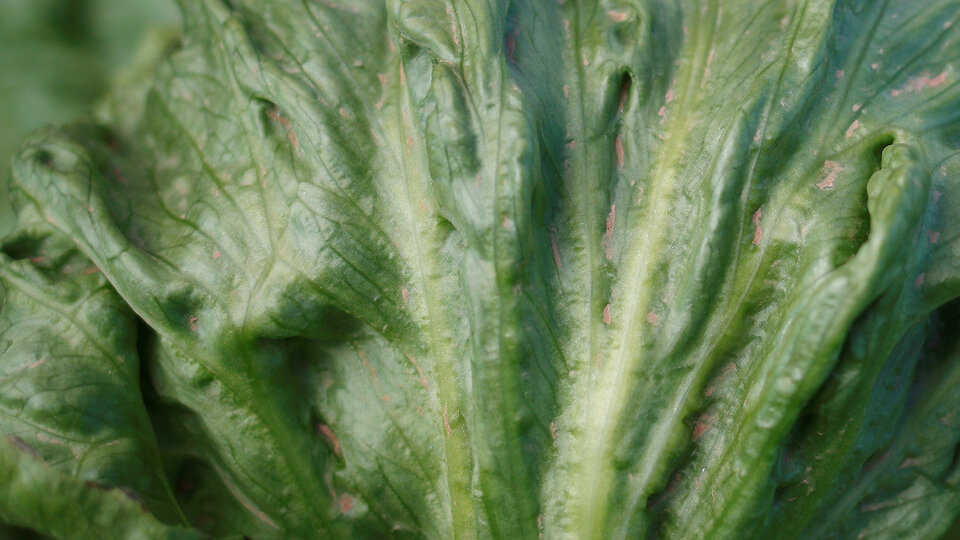 ABD'de marul dehşeti: 35 eyalete yayıldı, 5 ölü!