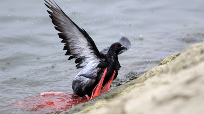 Dünyamız giderek kirleniyor, canlılar risk altında!