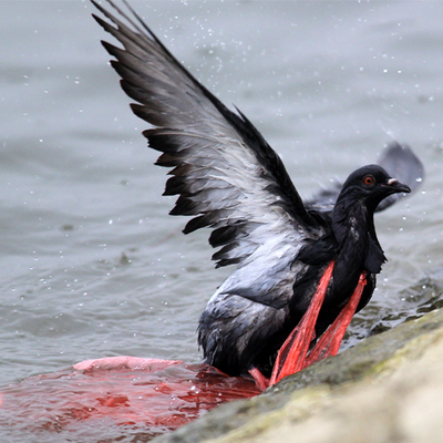 Dünyamız giderek kirleniyor, canlılar risk altında!