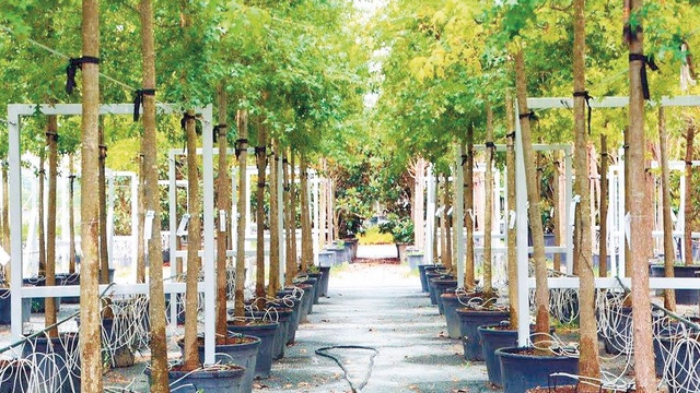 21 milyon fidan toprakla buluştu