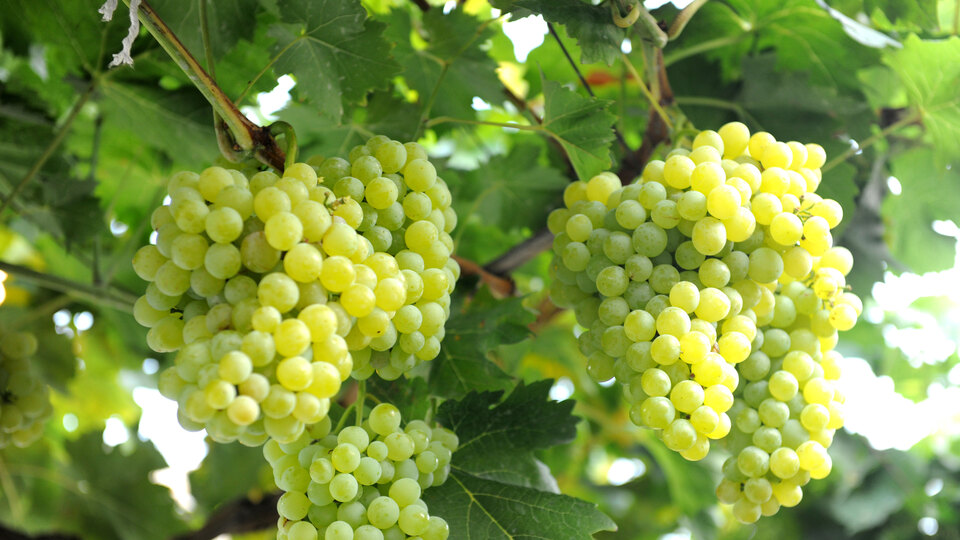 Bu hastalık üzüm asmalarını kurutuyor