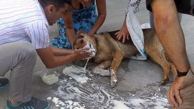 Bodrum'da katliam! Onlarcası öldürüldü