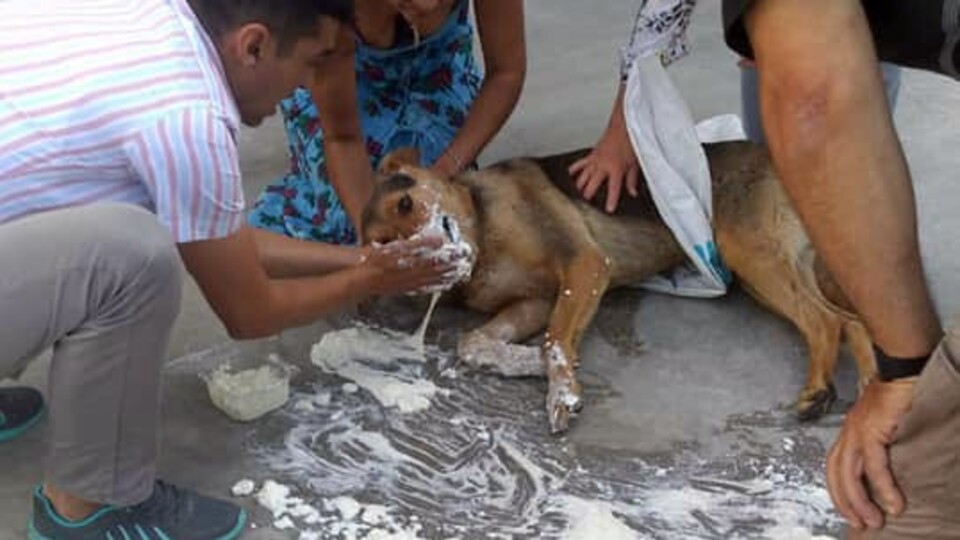 Bodrum'da katliam! Onlarcası öldürüldü