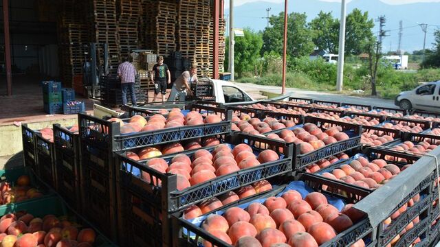 Bursa'da şeftali hasadı ve fiyatları yüzleri güldürdü