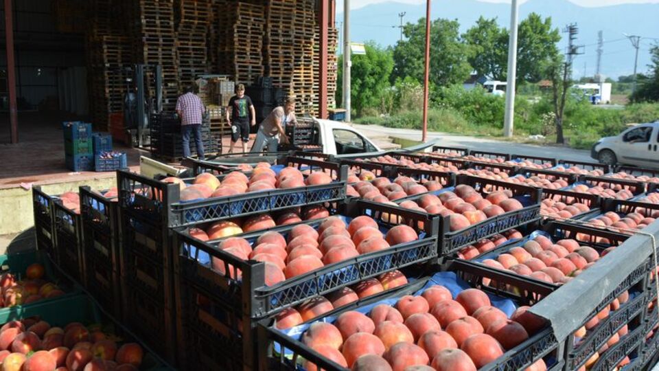 Bursa'da şeftali hasadı ve fiyatları yüzleri güldürdü