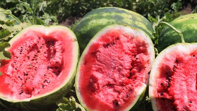 Çukurova'da kilosu 40 kuruşa düştü!