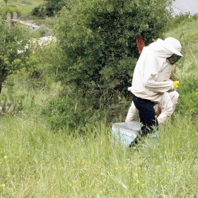 Arıcılar Kato'ya çıkmaya başladı