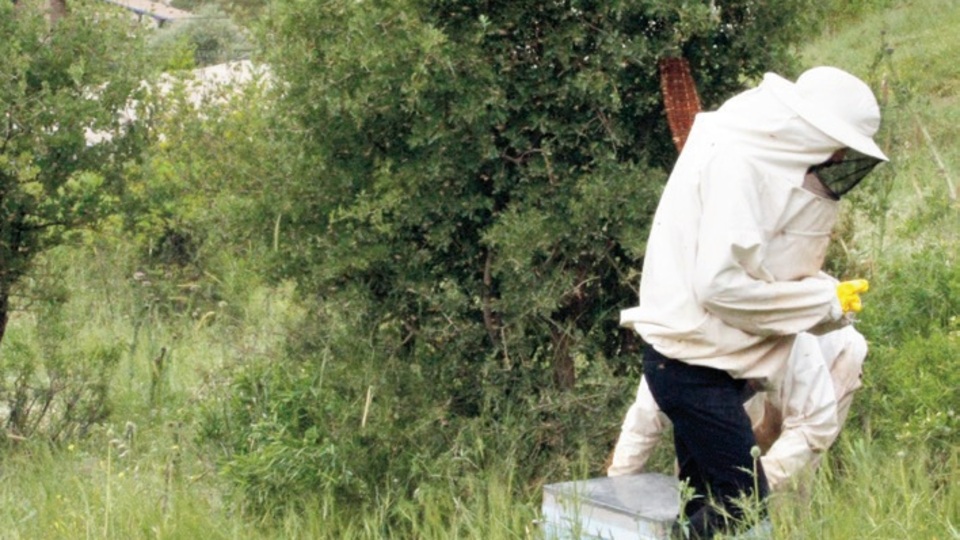 Arıcılar Kato'ya çıkmaya başladı