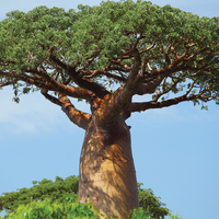 Sosyal medyada Baobab çığlığı