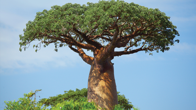Sosyal medyada Baobab çığlığı