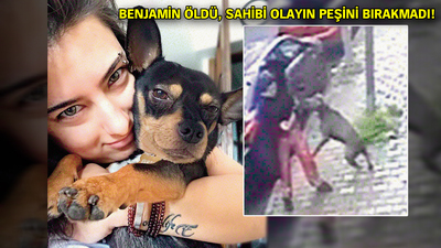 Pitbull mu suçlu, sahibi mi? Savcıdan flaş karar!