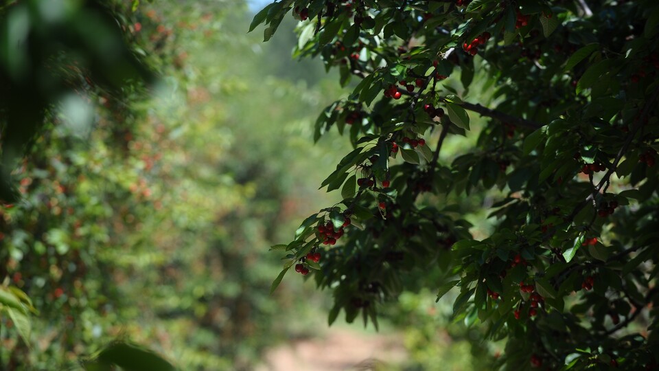 Bayramdan sonra Almanya, İngiltere ve Ortadoğu ülkelerine gönderilecek