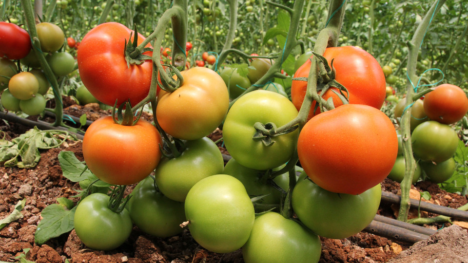 Domates üreticilerine "feromon tuzağı" desteği