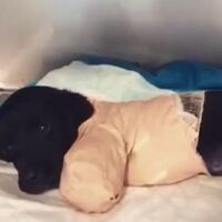 Bacakları kesilen yavru köpekten kötü haber!