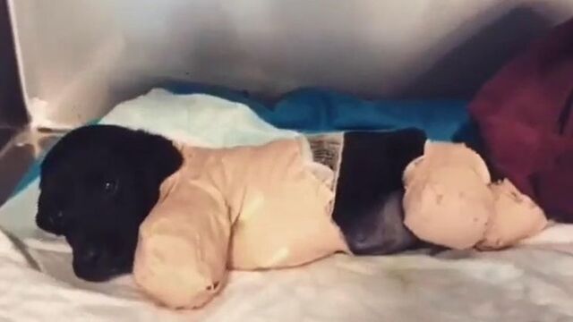 Bacakları kesilen yavru köpekten kötü haber!