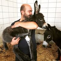 130 at ve eşek kurtardı