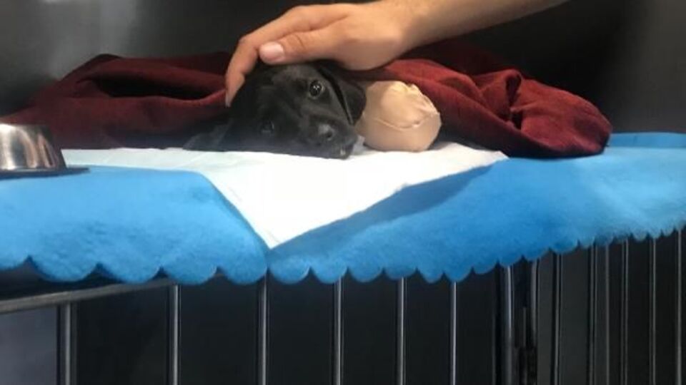 Sakarya'daki vahşetle ilgili soruşturma başlatıldı