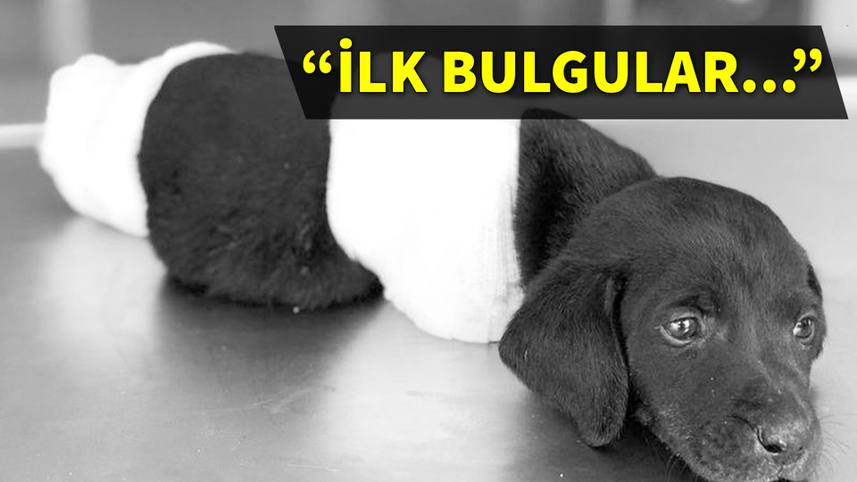 Türkiye'yi ayağa kaldıran vahşette son dakika gelişmesi!