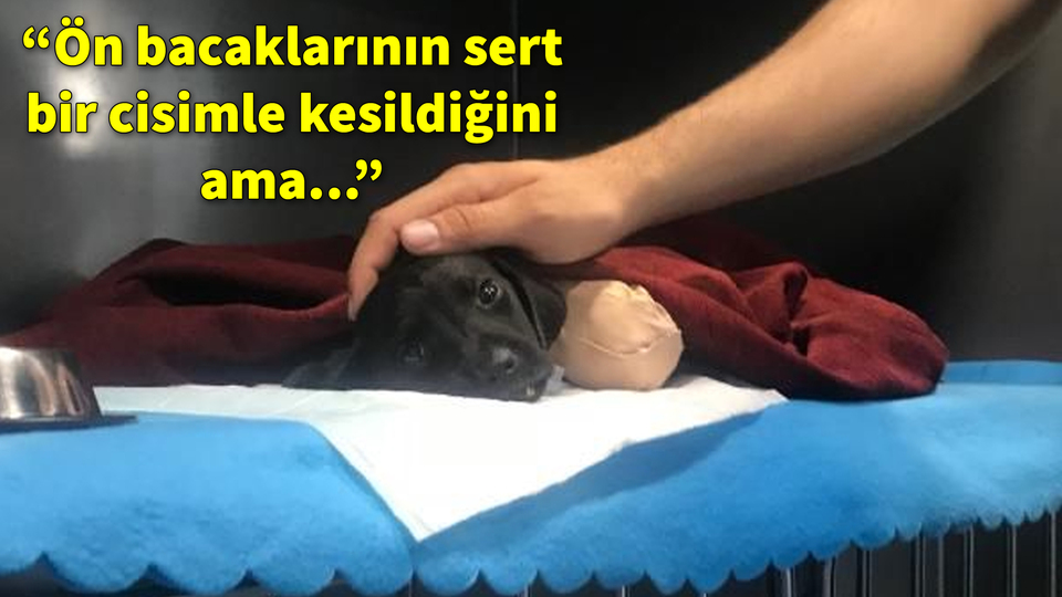 Müdahalede bulunan veteriner hekim konuştu!