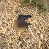 Bir vahşet haberi daha! Ormanlık alanda bulundu