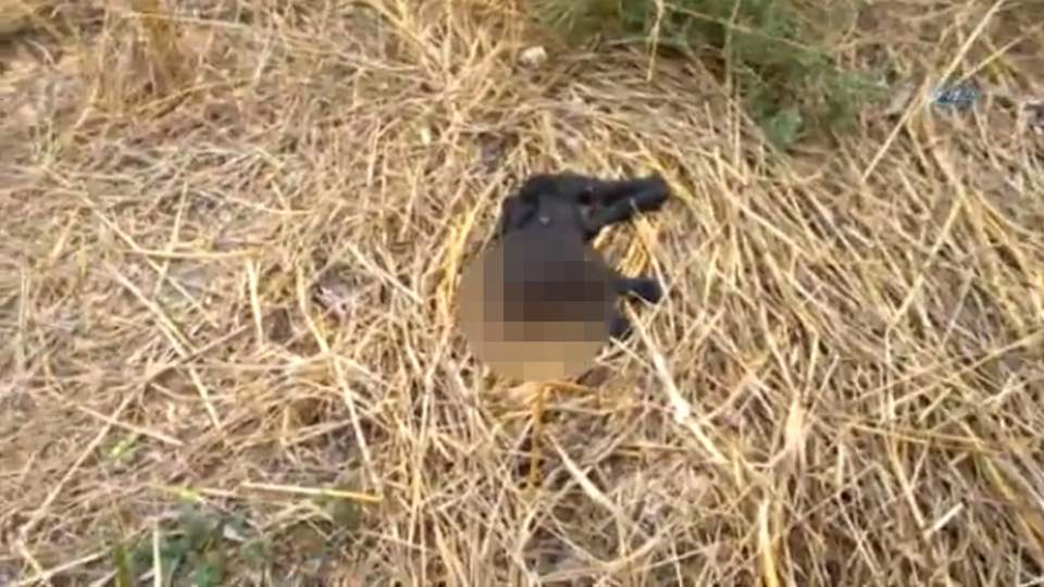 Bir vahşet haberi daha! Ormanlık alanda bulundu