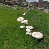 Yer Gümüşhane! İlk kez bu kadar fazla bulundu