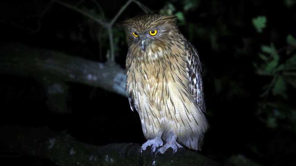 Dünyada sadece 50 tane kaldı!