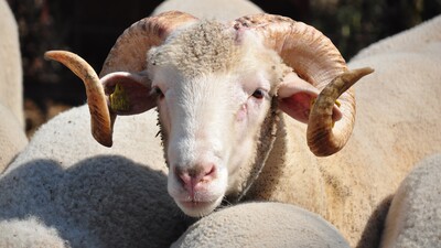 Resmi Gazete'de yayımlandı! Kriterlere uymayanlara 58 bin TL ceza!