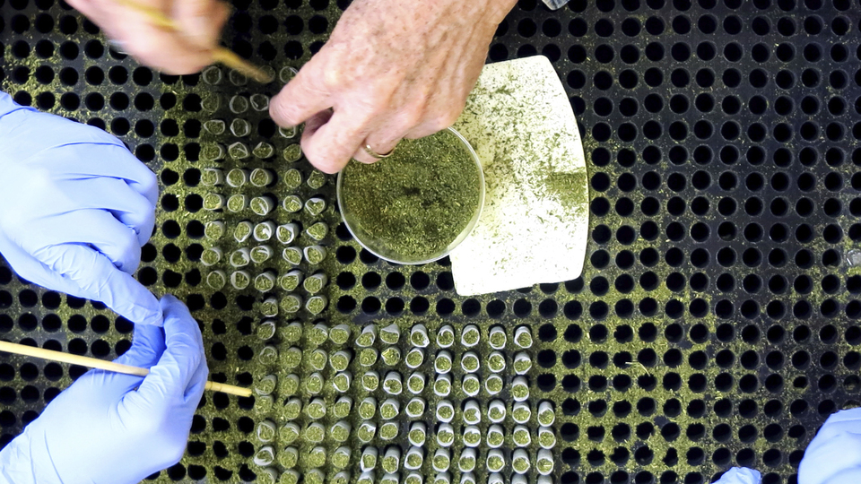 Bir ülkede daha esrar yasallaştı!