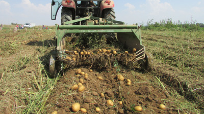 Patates fiyatları neden arttı?