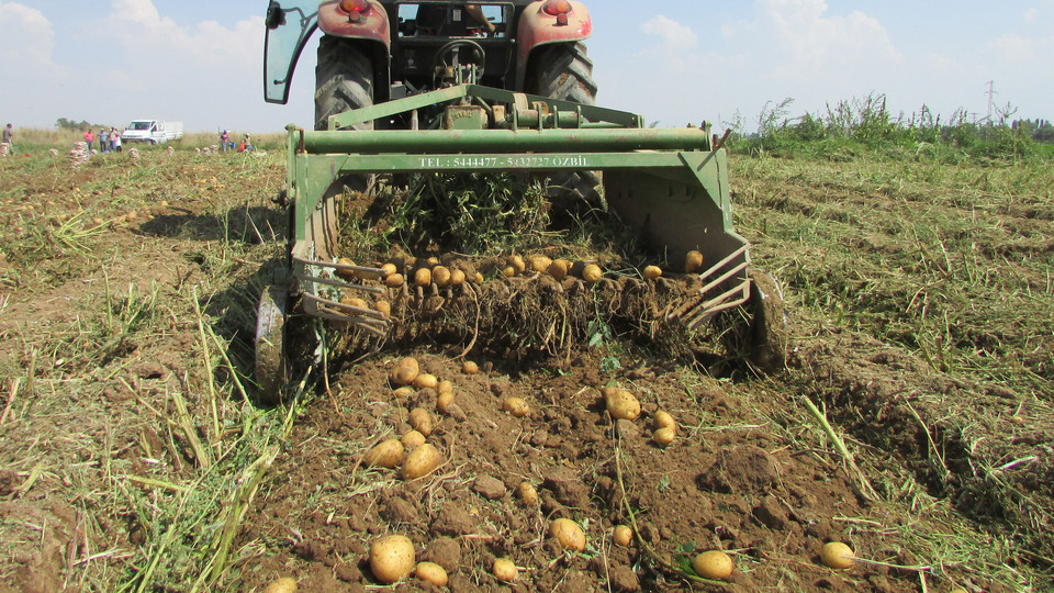 Patates fiyatları neden arttı?