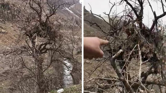 Hakkari'de ormanlık alanda deşifre oldu! Buradan izliyorlarmış...