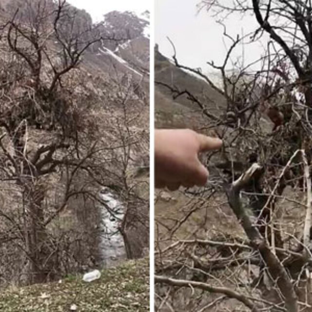 Hakkari'de ormanlık alanda deşifre oldu! Buradan izliyorlarmış...
