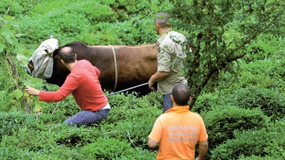 Acı vererek kesime 3 bin TL para cezası