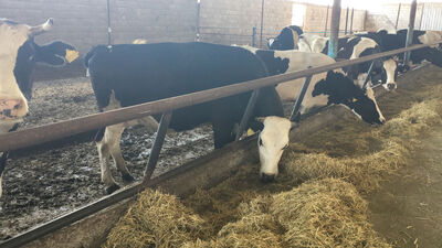 4 günde hayatı alt üst oldu! Hepsi ölüyor...