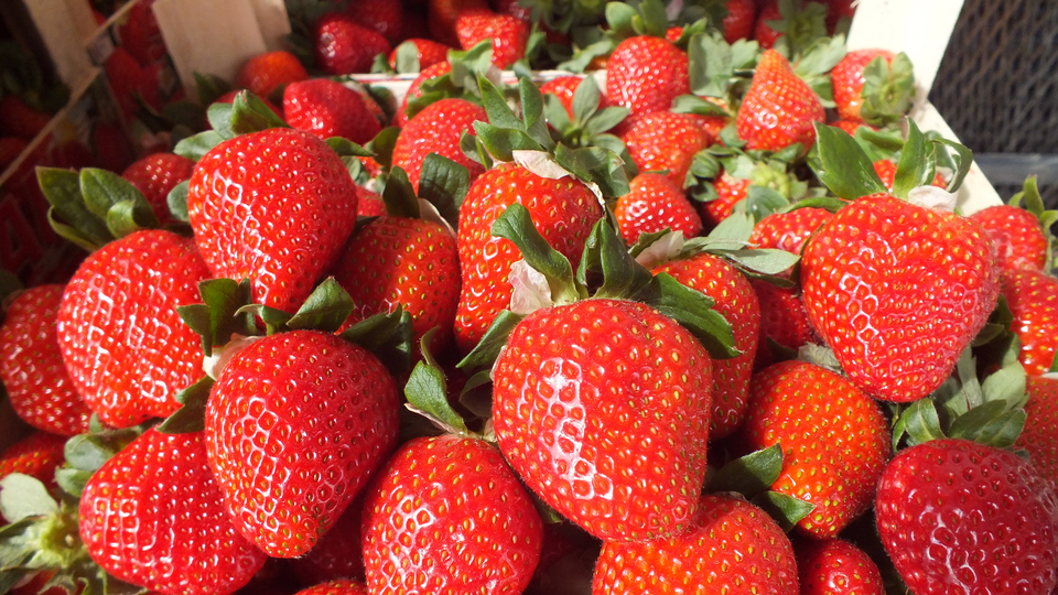 Dünya Kupası çilek üreticisinin de yüzünü güldürdü