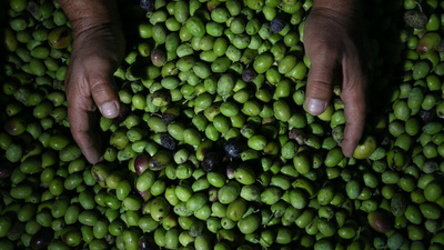 Zeytinden biyoplastik kâğıttan enerji üretildi