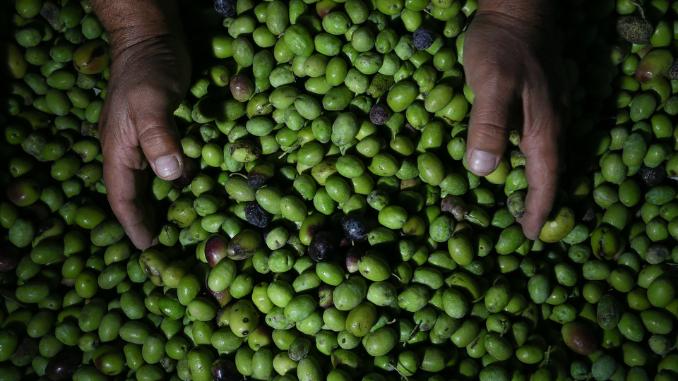 Zeytinden biyoplastik kâğıttan enerji üretildi