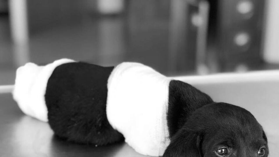 Sakarya'daki yavru köpek vahşetinde yeni iddialar çıktı!