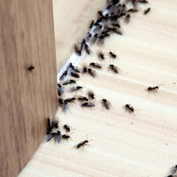 Karıncalara zarar vermeden kurtulmanın yolları!