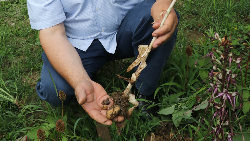 Toplanması yasak! Kilosu 50 TL'den satıldı